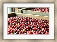 Framed Cranberry Harvest, Massachusetts