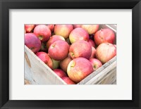 Framed Apple Harvest, Massachusetts