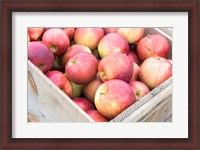 Framed Apple Harvest, Massachusetts