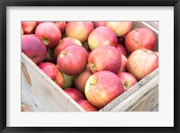 Framed Apple Harvest, Massachusetts