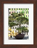 Framed Bonsai Tree, Arnold Arboretum