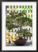 Framed Bonsai Tree, Arnold Arboretum