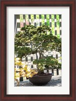 Framed Bonsai Tree, Arnold Arboretum