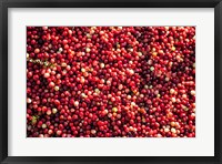 Framed Cranberry Close-Up, Massachusetts