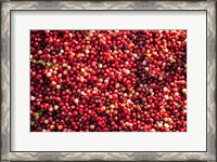 Framed Cranberry Close-Up, Massachusetts
