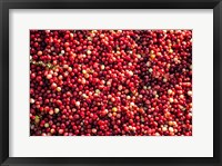 Framed Cranberry Close-Up, Massachusetts