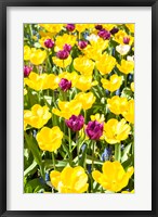 Framed Vibrant Tulip Garden, Massachusetts