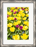 Framed Vibrant Tulip Garden, Massachusetts