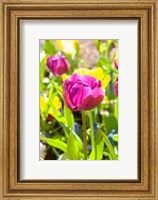 Framed Purple Tulip, Massachusetts