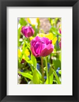 Framed Purple Tulip, Massachusetts