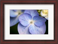 Framed Blue Lacecap Hydrangea, Massachusetts