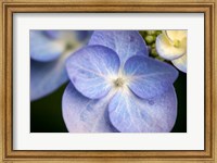 Framed Blue Lacecap Hydrangea, Massachusetts