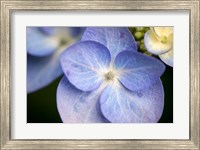 Framed Blue Lacecap Hydrangea, Massachusetts