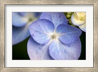 Framed Blue Lacecap Hydrangea, Massachusetts