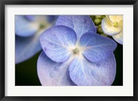 Framed Blue Lacecap Hydrangea, Massachusetts