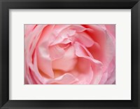 Framed Close-Up Of A Pink Pierre De Ronsard Rose