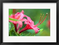 Framed Pink Azalea, Massachusetts