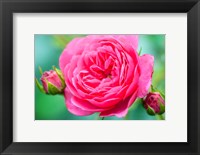 Framed Hot Pink Knock Out Rose, Massachusetts