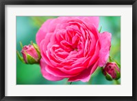 Framed Hot Pink Knock Out Rose, Massachusetts