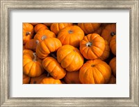 Framed Gourd Harvest, Massachusetts