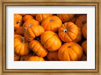 Framed Gourd Harvest, Massachusetts