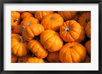 Framed Gourd Harvest, Massachusetts