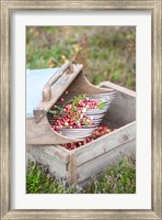 Framed Cranberries And Scoop, Massachusetts