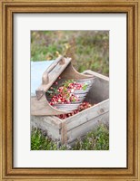 Framed Cranberries And Scoop, Massachusetts