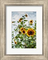 Framed Tall Sunflowers In Cape Ann, Massachusetts
