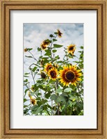 Framed Tall Sunflowers In Cape Ann, Massachusetts