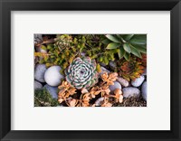 Framed Cape Ann Succulents