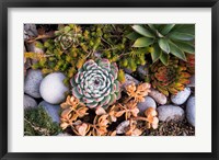Framed Cape Ann Succulents