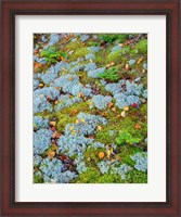 Framed Moss And Balsam Fir Saplings