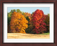 Framed Autumn In The Upper Peninsula Of The Hiawatha National Forest