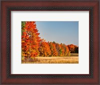 Framed Fall Colors Of The Hiawatha National Forest