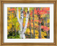 Framed Hardwood Forest In Autumn
