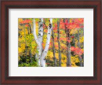 Framed Hardwood Forest In Autumn