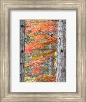 Framed Fall Pine Trees In The Forest, Michigan