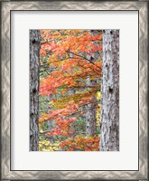 Framed Fall Pine Trees In The Forest, Michigan