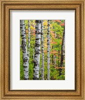 Framed Birch Trunks And Maple Leaves, Michigan