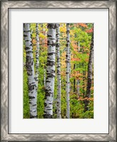 Framed Birch Trunks And Maple Leaves, Michigan