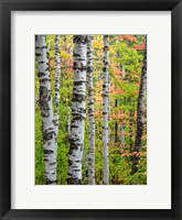 Framed Birch Trunks And Maple Leaves, Michigan