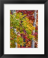 Framed Autumn Maple Leaves, Michigan