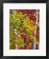 Framed Autumn Maple Leaves, Michigan