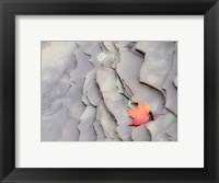 Framed Single Leaf On Rocks Along Bonanza Fall