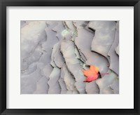 Framed Single Leaf On Rocks Along Bonanza Fall