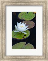 Framed White Water Lily Flowering In A Pond