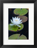 Framed White Water Lily Flowering In A Pond
