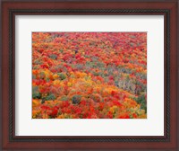 Framed Superior National Forest In Autumn