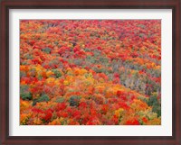 Framed Superior National Forest In Autumn
